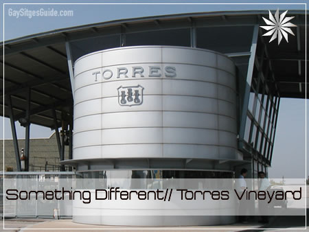 Torres Vineyard